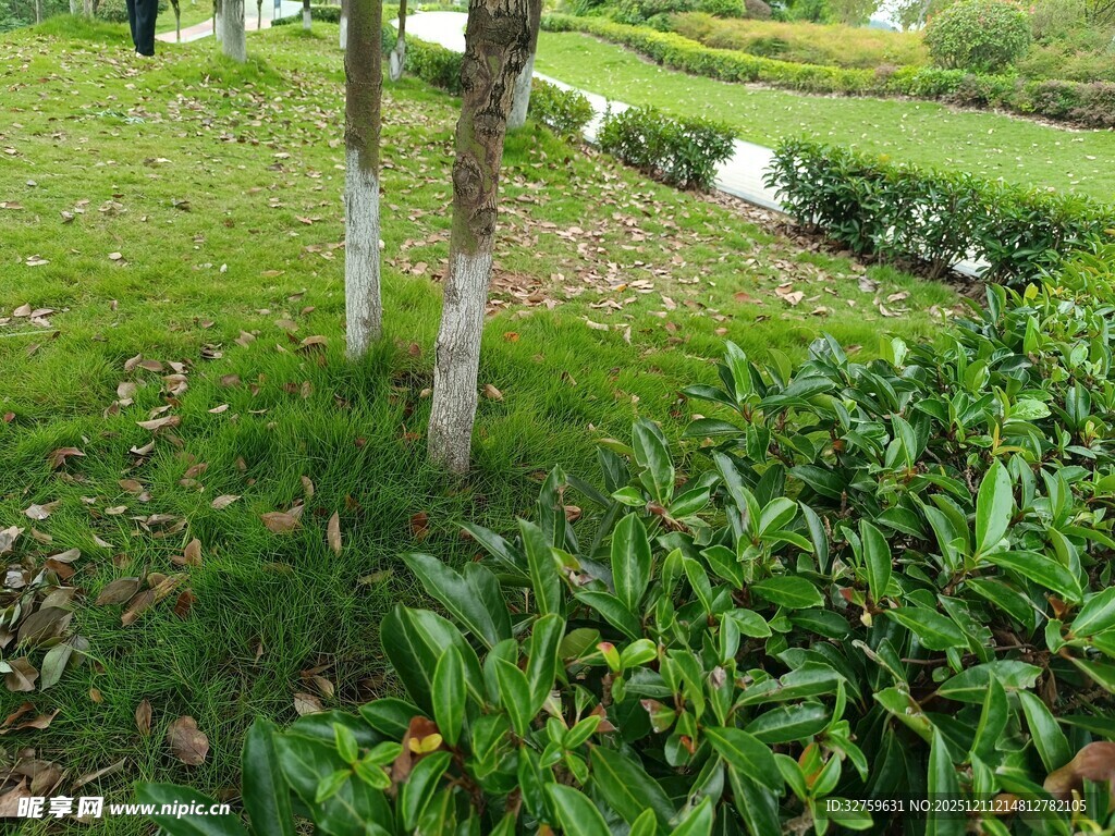 绿意盎然的茶园景致