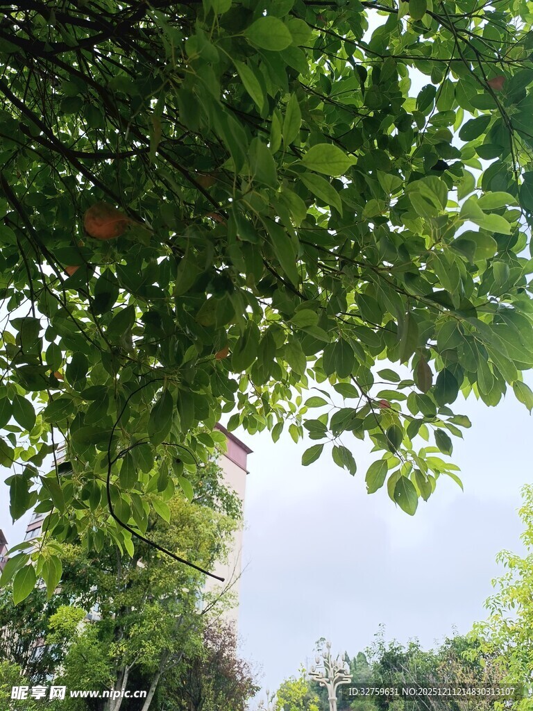 绿荫下的天空与繁茂枝叶