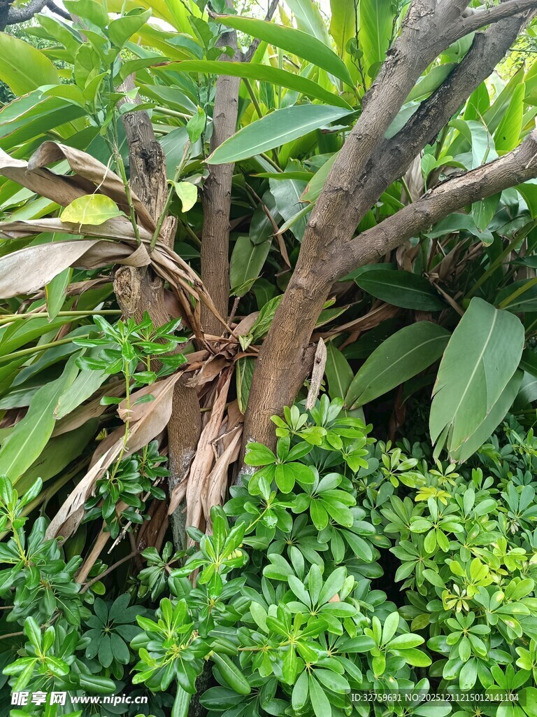 繁茂绿植中的枯木景象