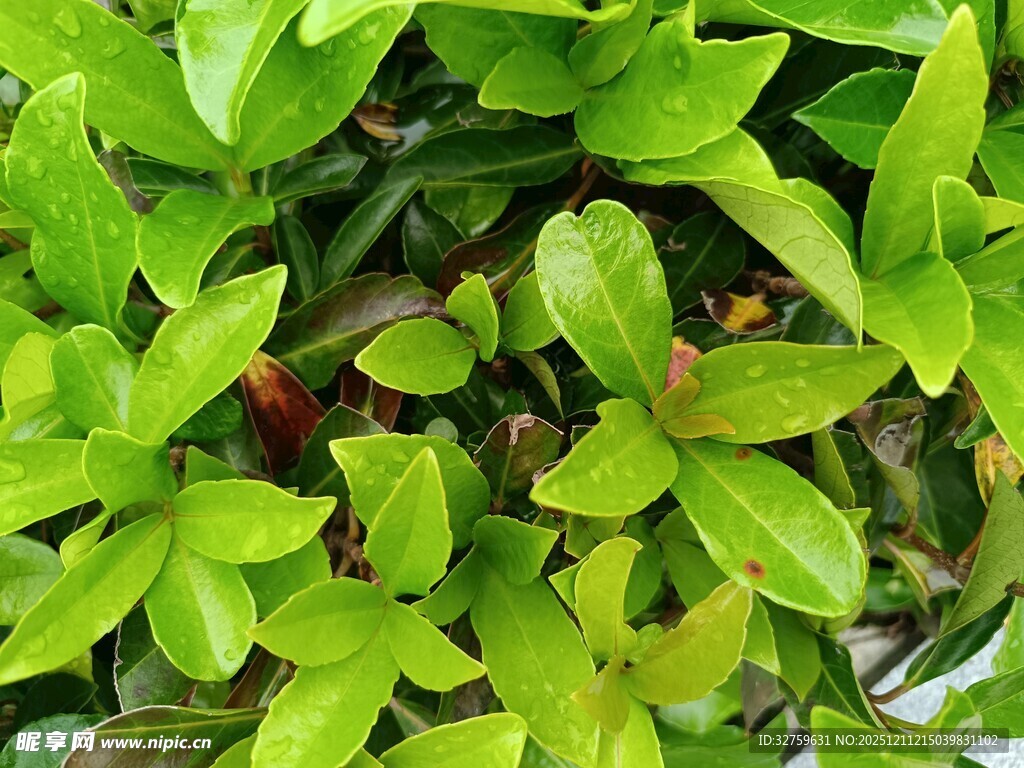 翠绿生机盎然的植物叶片