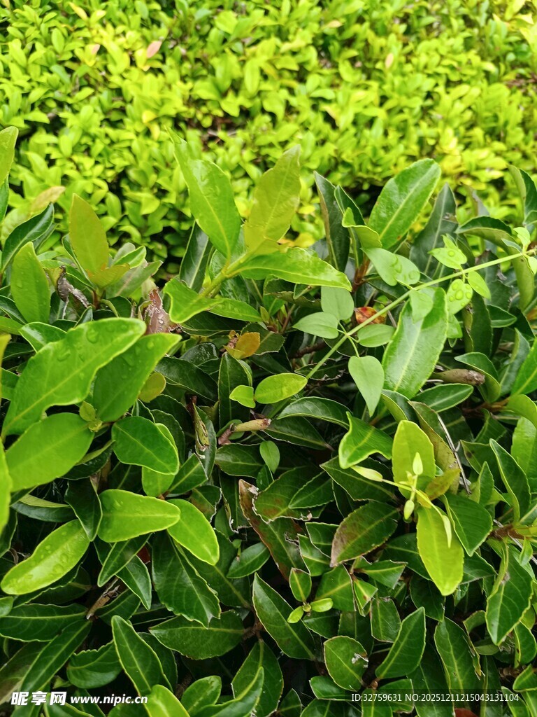 翠绿繁茂的丛生植物