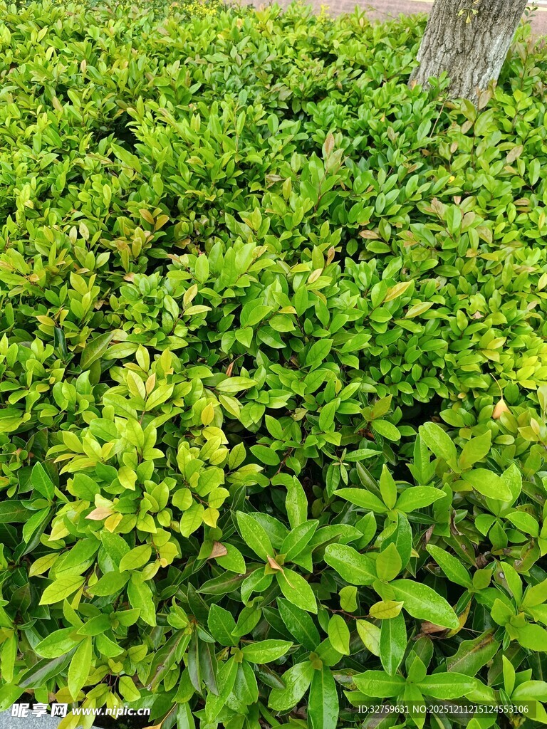 翠绿繁茂的灌木丛景观