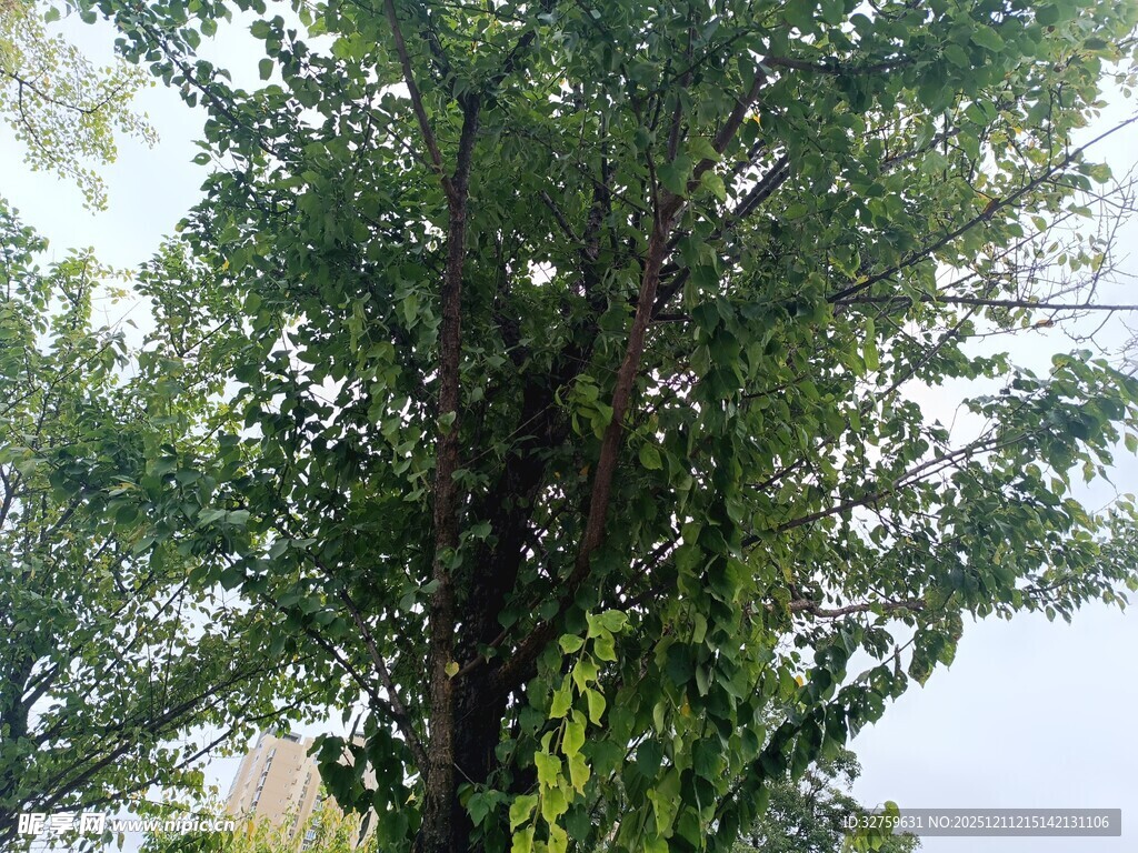 高大葱郁的树木