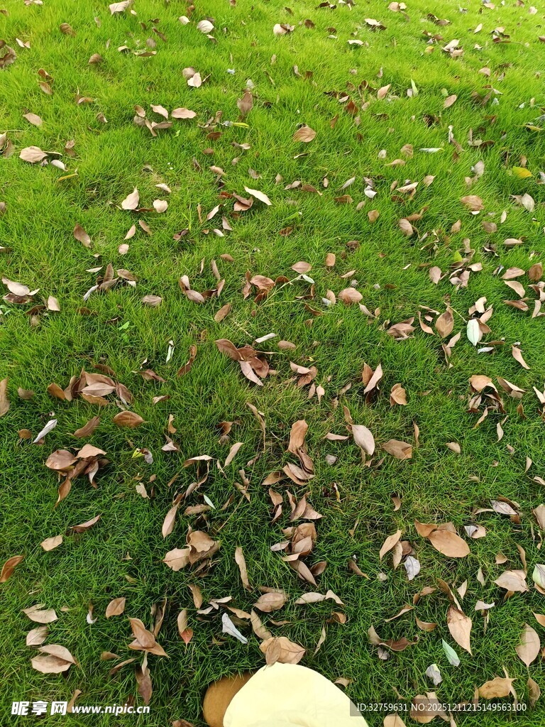 草地上散落的枯黄树叶