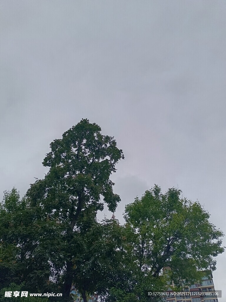 阴天里的葱郁树木