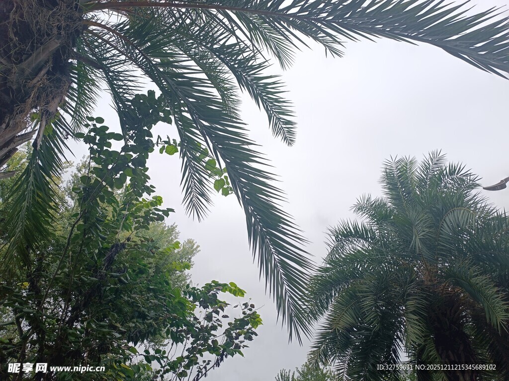 仰视下的棕榈树与绿植