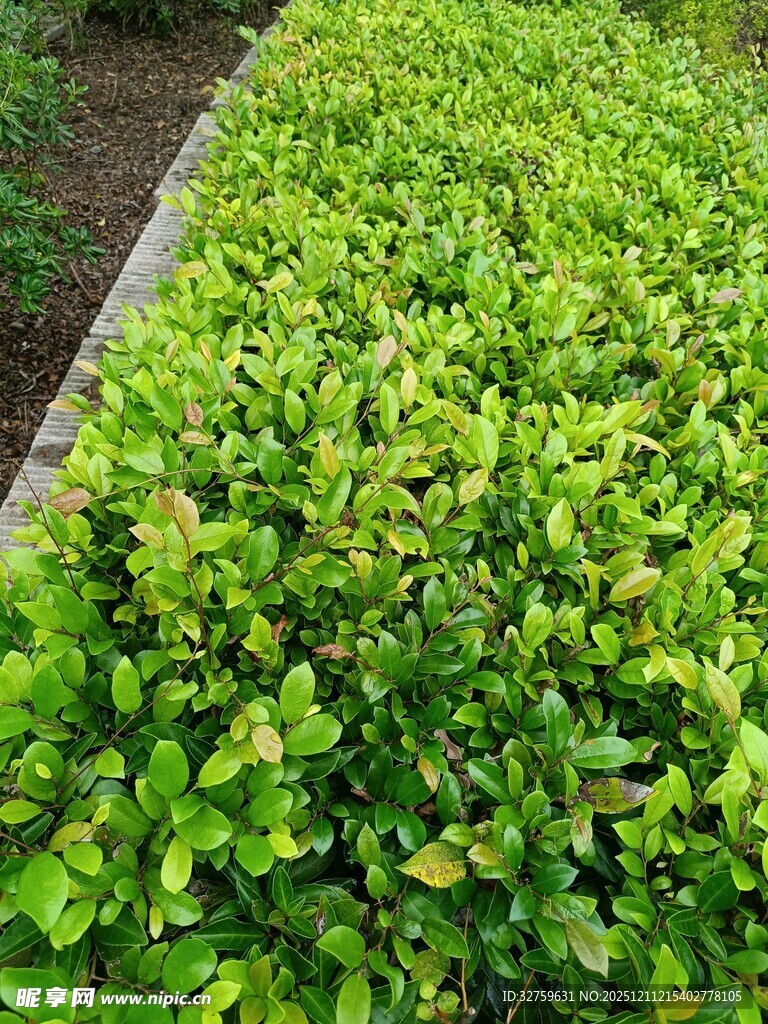 翠绿繁茂的灌木丛