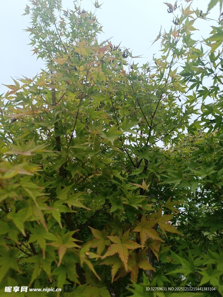 秋日繁茂树木景致