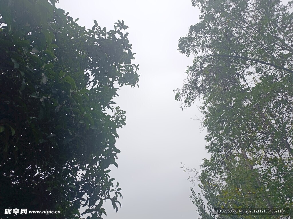 仰视茂密树林间的天空