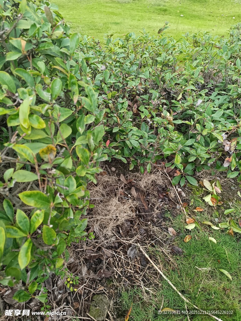 绿叶覆盖的地面植物景象