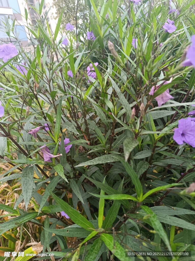 紫色小花绽放于草丛间