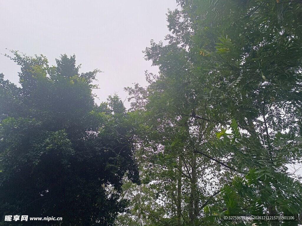 阳光穿透树林绿意盎然