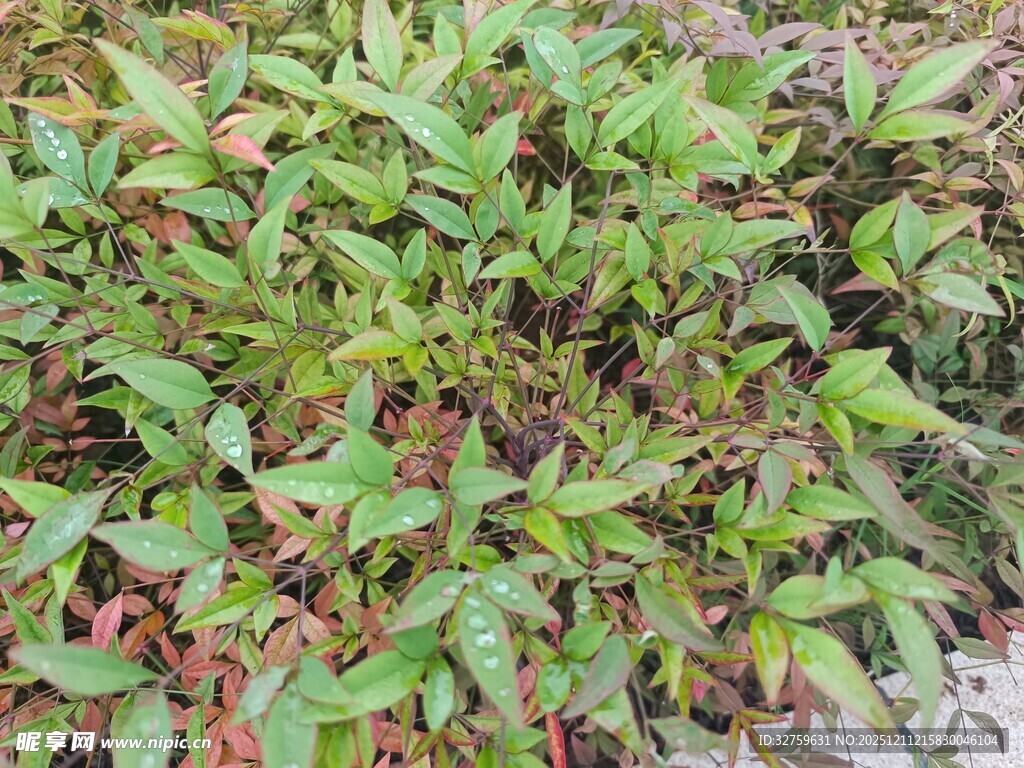 绿叶繁茂的植物景观