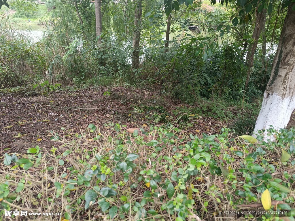 林间杂草丛生的空地