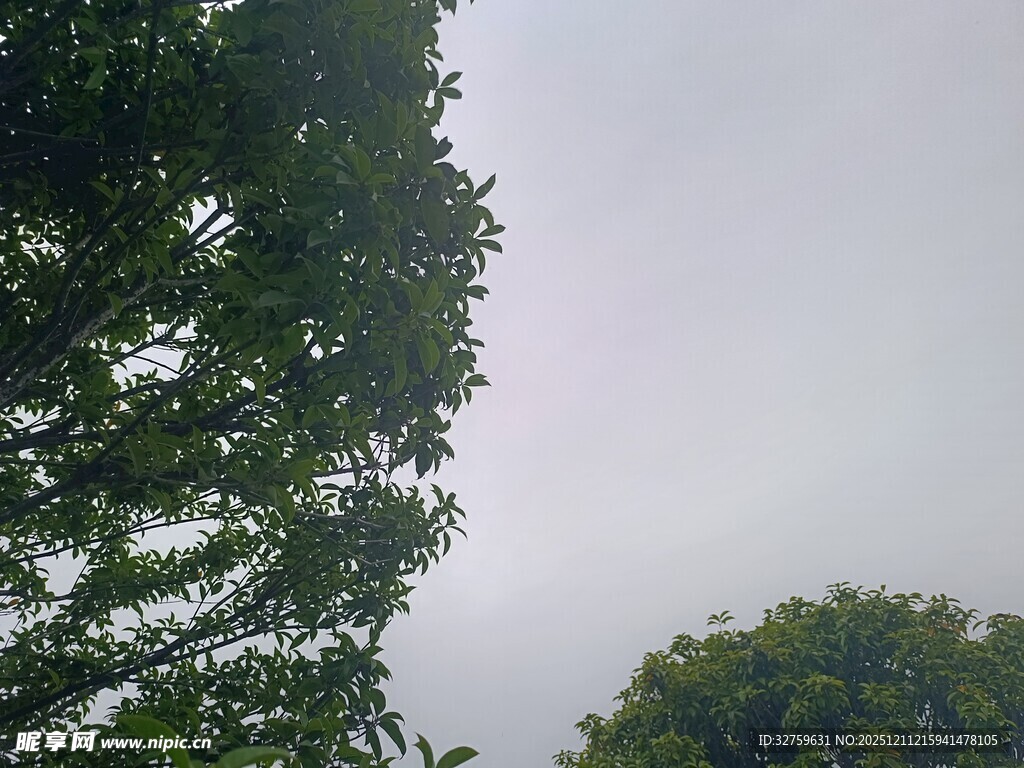 绿树映灰天的自然景致