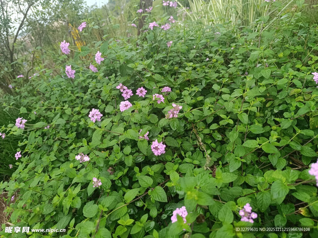 繁茂绿植间绽放的紫色小花