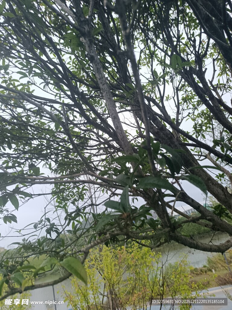 河边繁茂树枝与绿植景象