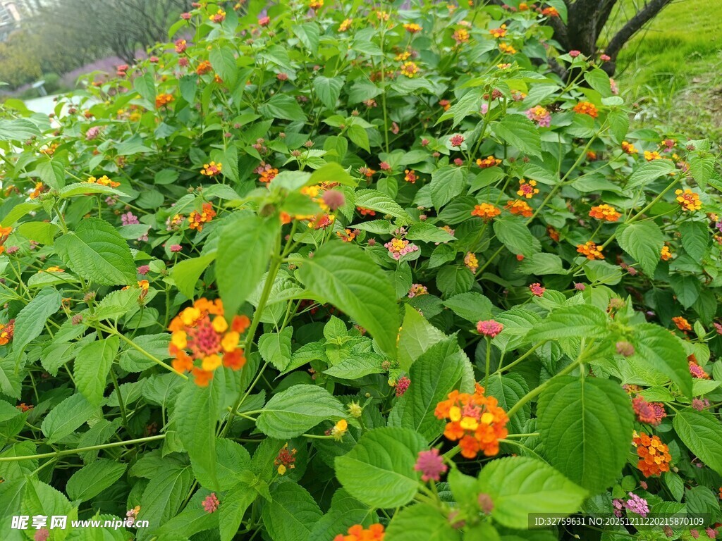 绿叶间的橙色小花绽放