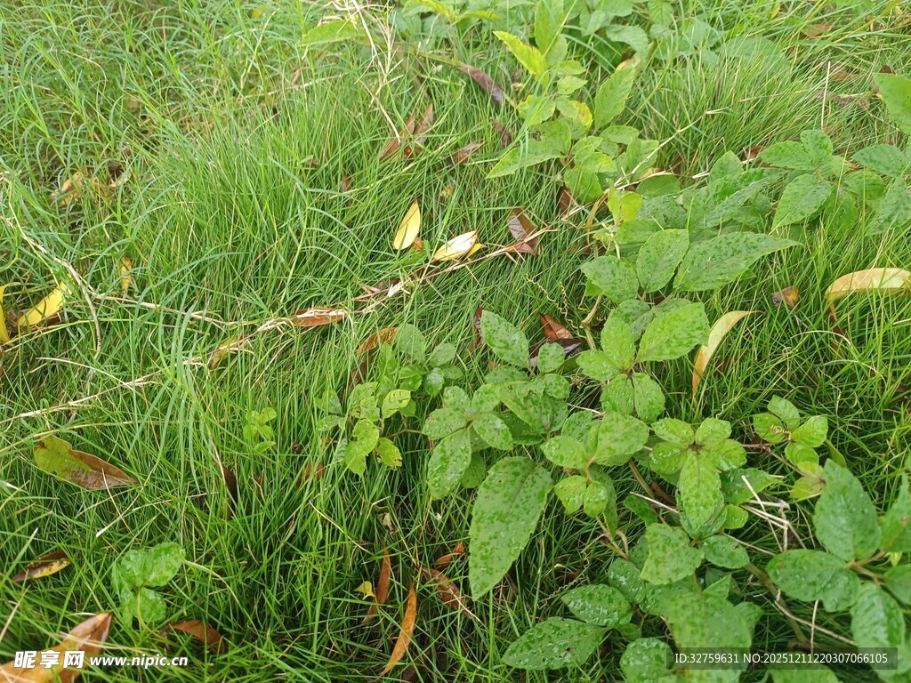 草丛中的多彩植物