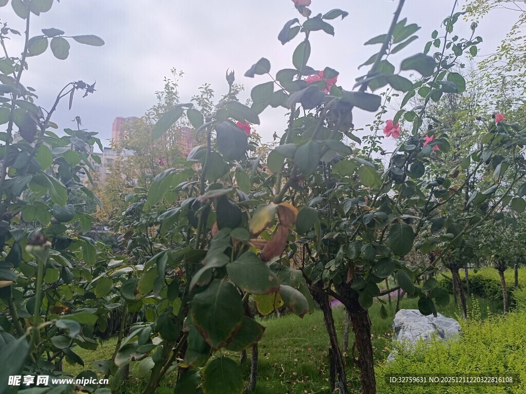 苹果园绿意盎然的果树