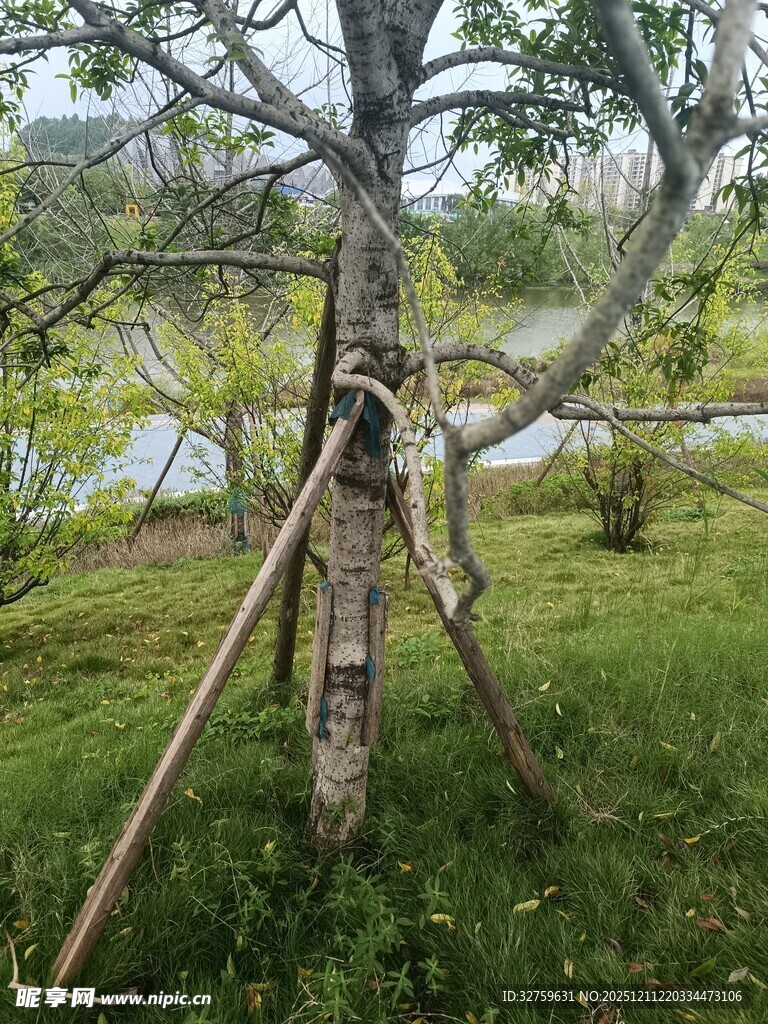 野外三脚架固定树木场景