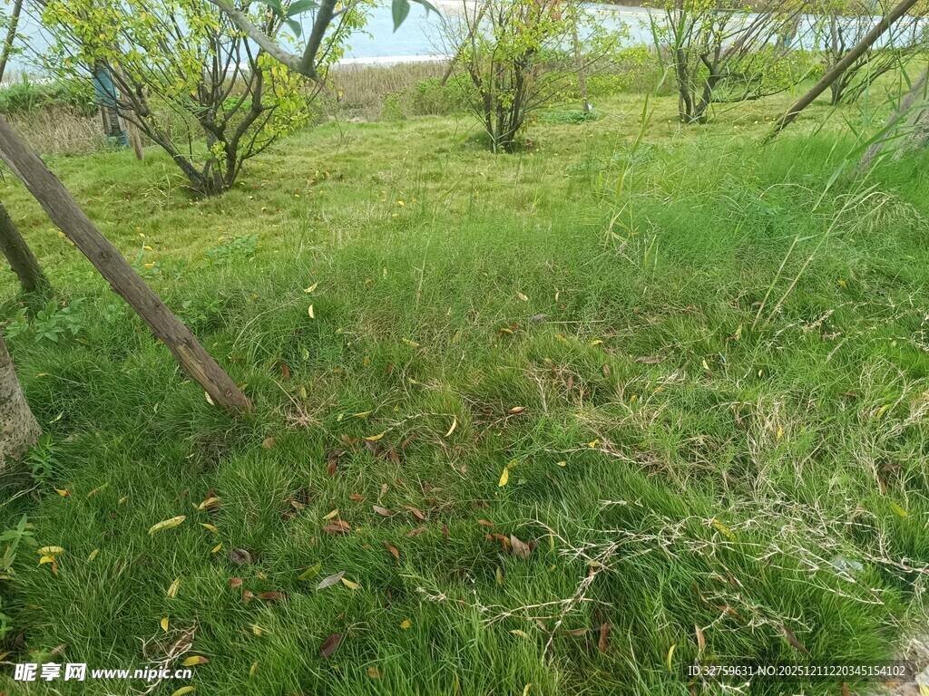 春日绿意盎然的草地景观