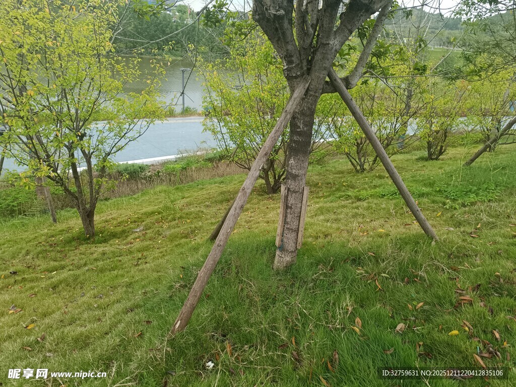 湖畔绿意盎然的树木景观