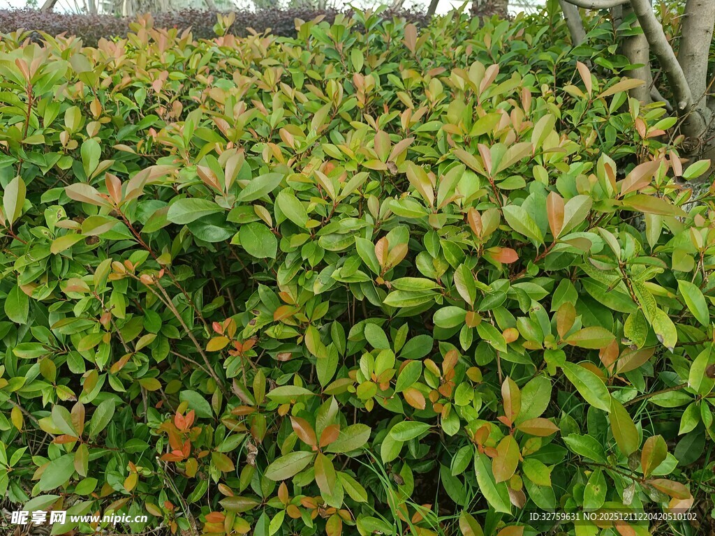 绿叶繁茂的植物景观