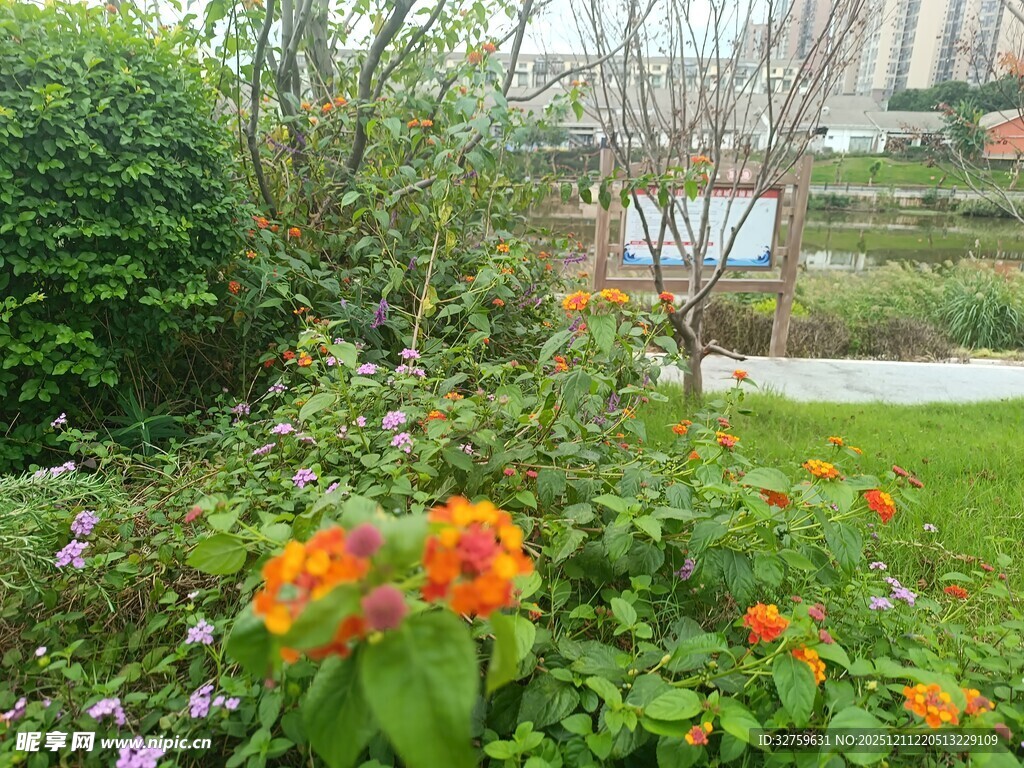 花园中绽放的多彩花卉