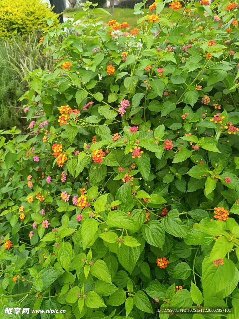 绿叶间的橙色小花绽放