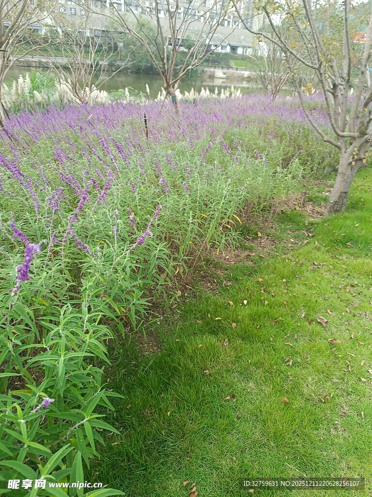 紫色花田与翠绿草地