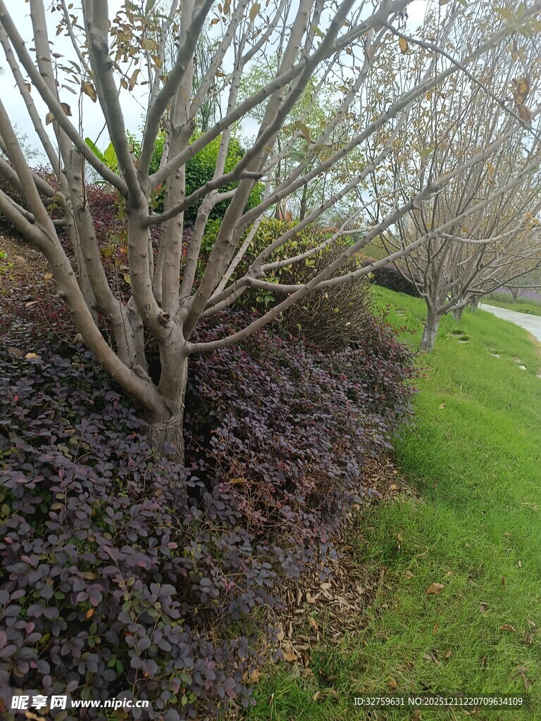 春日园林小径旁的植物景观