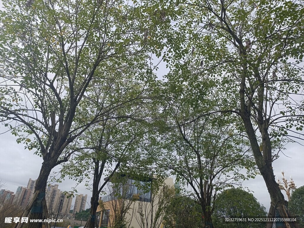 城市中树木与朦胧天空