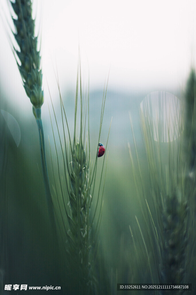 麦田中的红色瓢虫