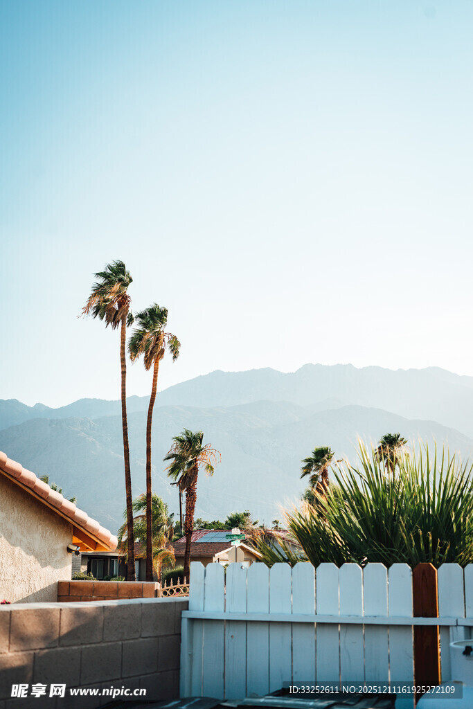 户外庭院中的棕榈树景观