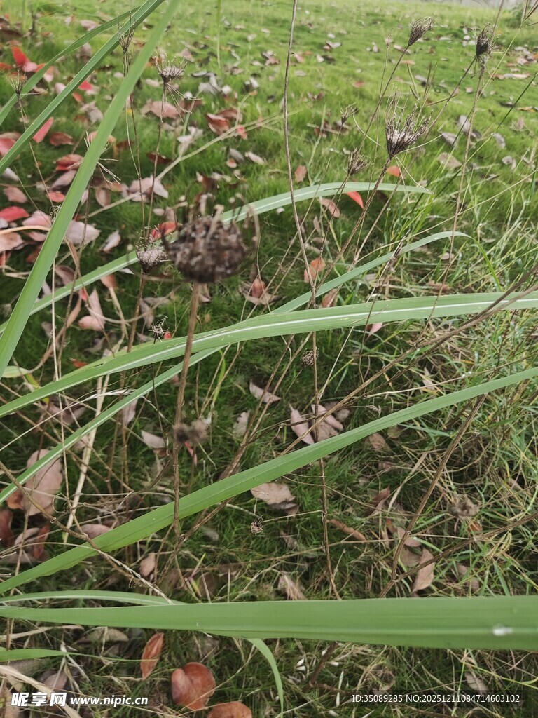草地中的绿植与红叶