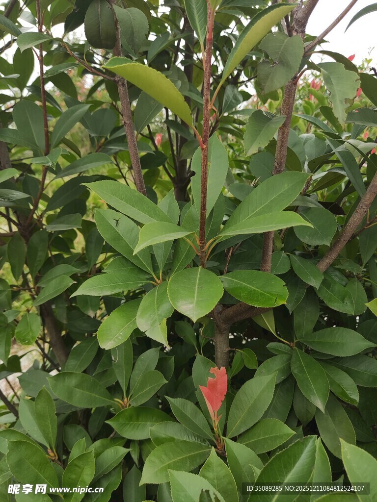 绿叶丛中一抹红