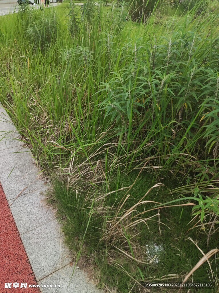 路边茂盛的绿色野草