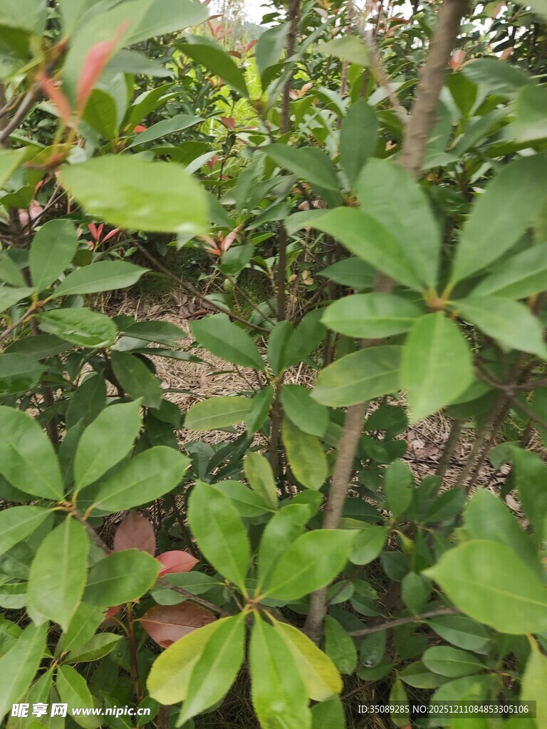 绿叶繁茂的植物景观