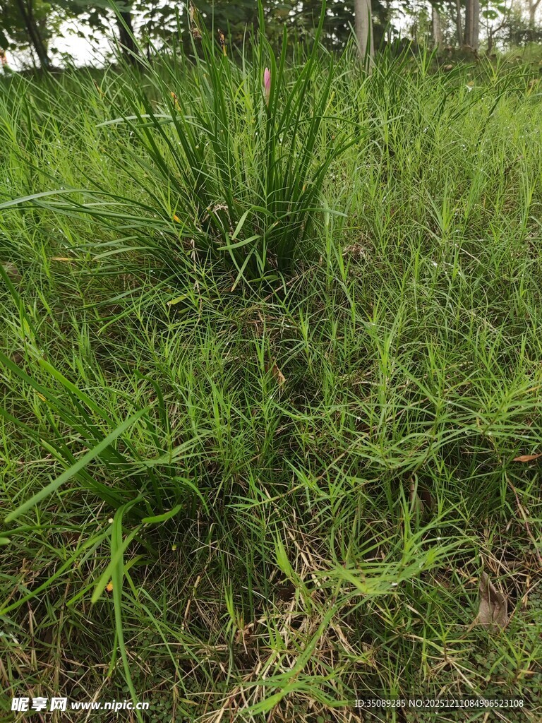 野外茂盛的绿色草地