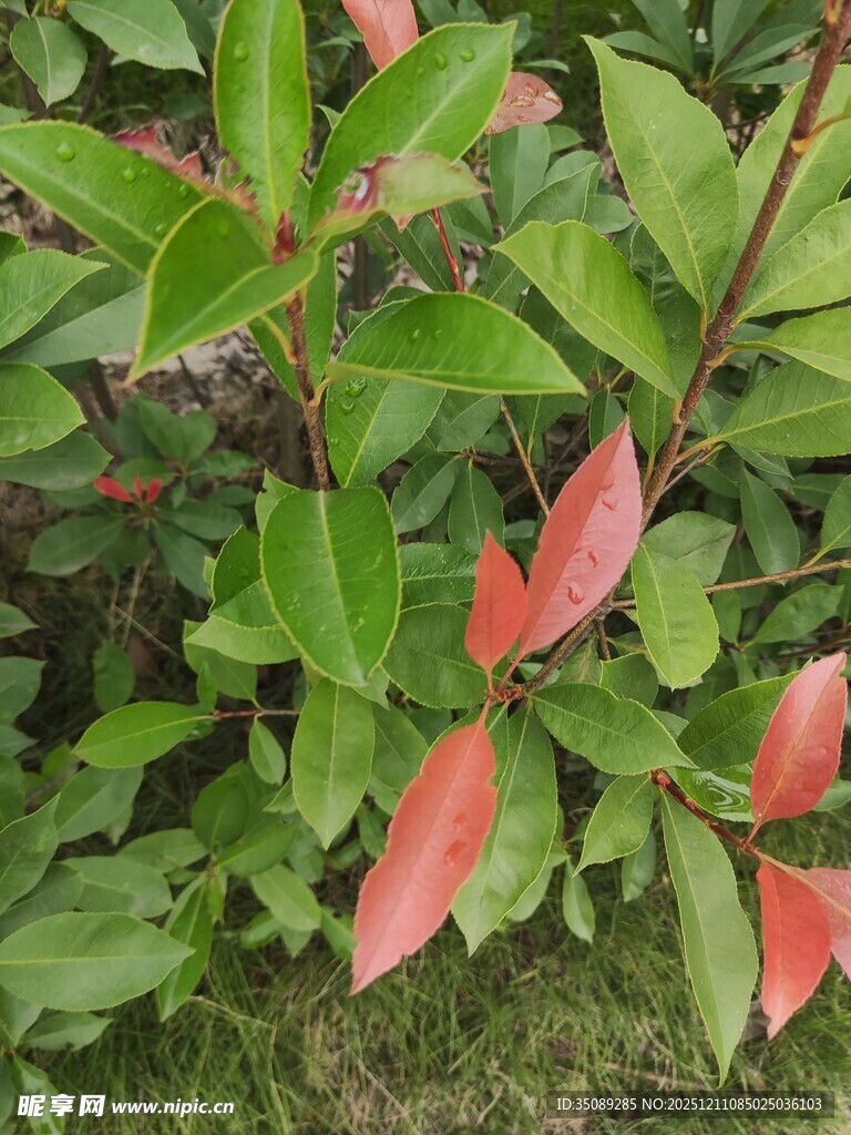 红叶绿叶相间的植物景观