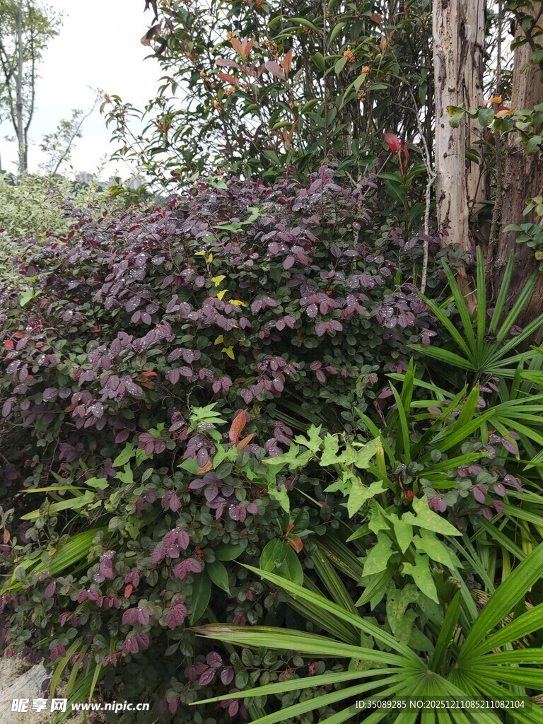 多彩植物装点的自然角落