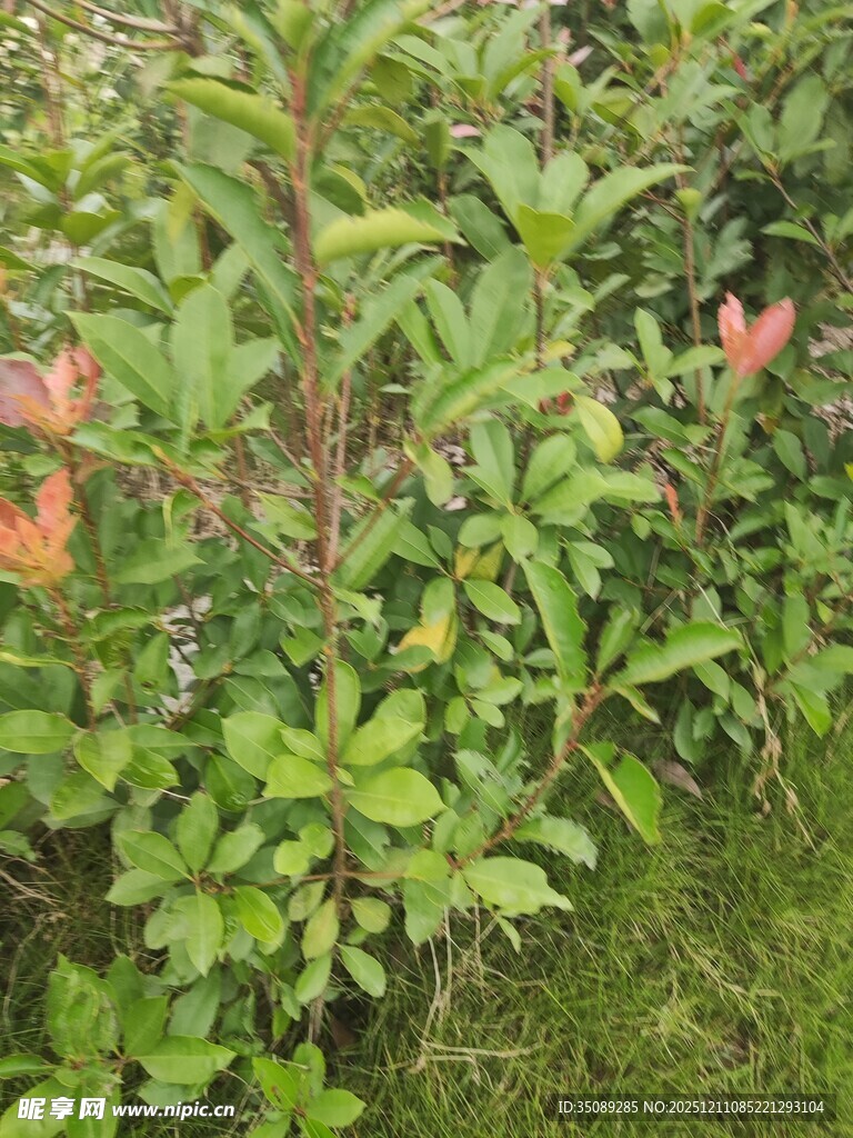 绿叶间绽放的娇艳花朵