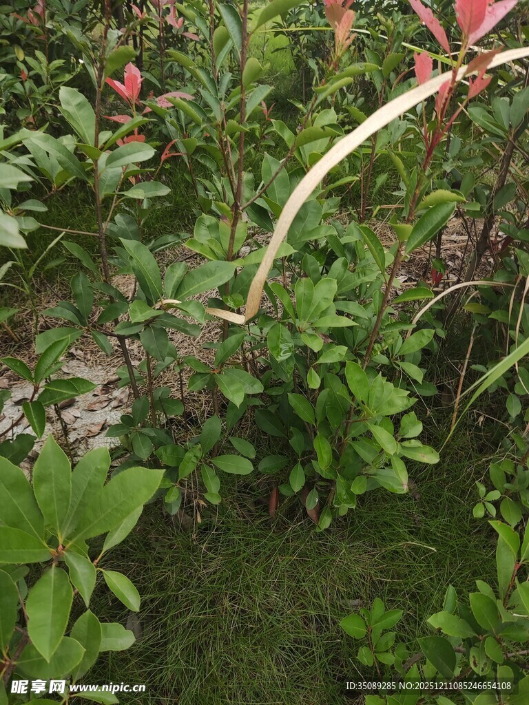 草丛中弯曲的白色植物茎