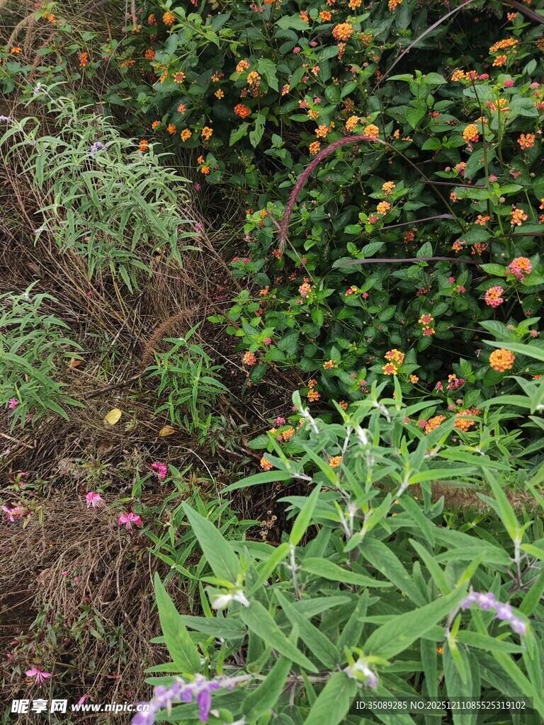 繁茂绿植中的自然景致