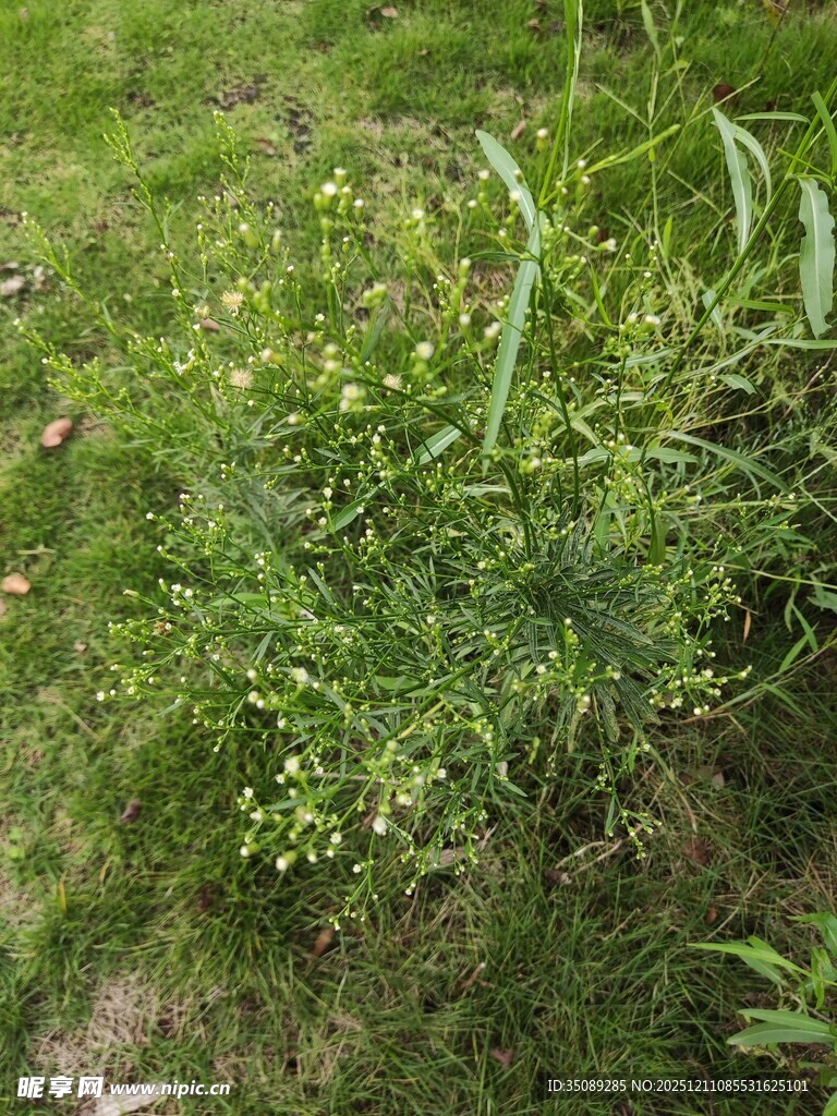 草丛中的绿色植物