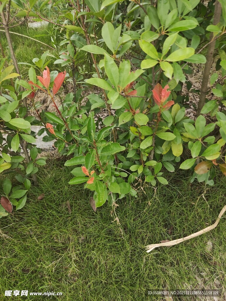 绿叶丛中绽放的鲜艳花朵
