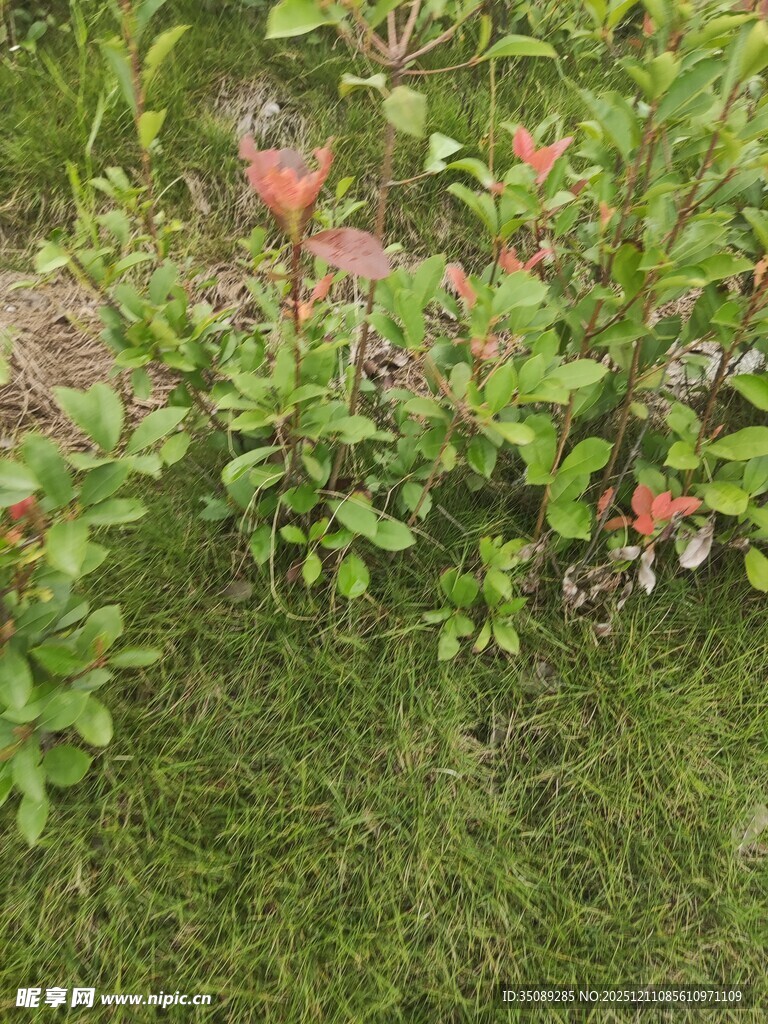 绿草间绽放的多彩花卉