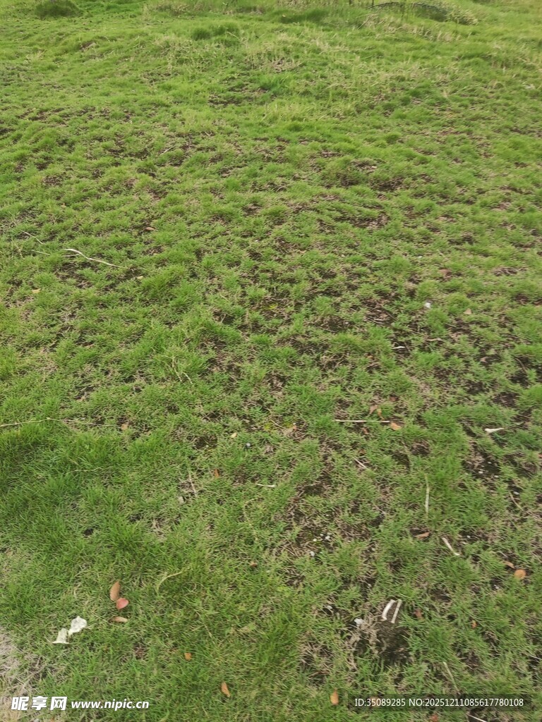 翠绿草地生机盎然