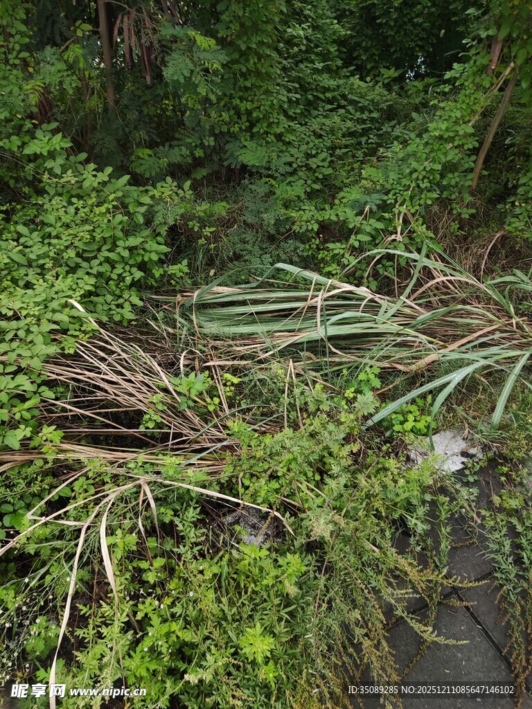 繁茂绿植中的杂乱景象